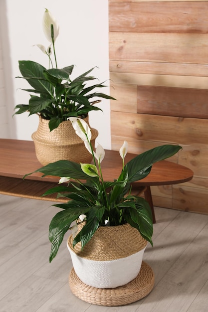 Stylish interior design with beautiful plants in pots