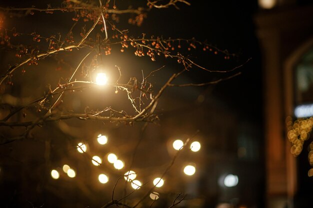 Stylish light bulbs and christmas lights on tree branches in town square in evening Moody festive decor in city street Atmospheric winter holidays