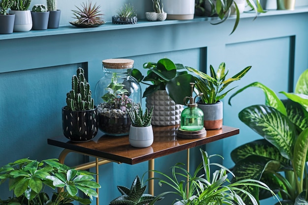 Stylish living room interior filled a lot of beautiful plants, cacti in different design pots on the brown retro shelf. Composition of home garden jungle. Modern home decor. Floral concept..