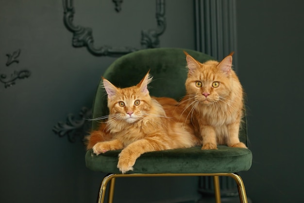 Elegante interno di casa di lusso in tonalità verde e oro