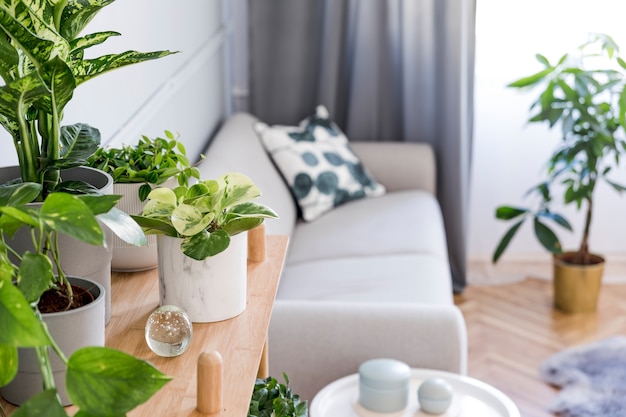 Stylish and minimalistic boho interior of living room with wooden shelf, gray sofa, design and elegant accessories, hand made macrame shelf planter hanger. Botany and home decor with a lot of plants.