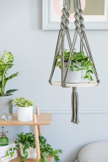 Stylish and minimalistic boho interior of living room with wooden shelf, gray sofa, design and elegant accessories, hand made macrame shelf planter hanger. Botany and home decor with a lot of plants.