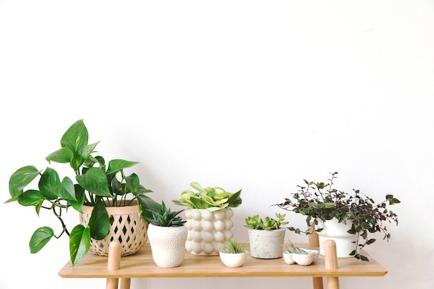 Stylish neutral interior of living room with copy space, wooden shelf and plants. Minimalistic concept of home decor.