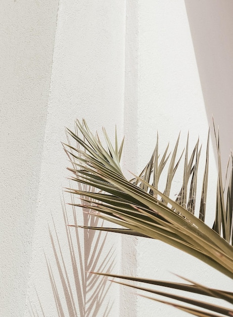 Photo stylish palm shadows sunlight on white wall minimal aesthetic nature background