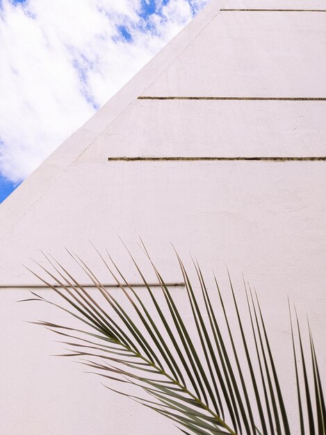 Photo stylish palm on white geometry wall minimal aesthetic plant background