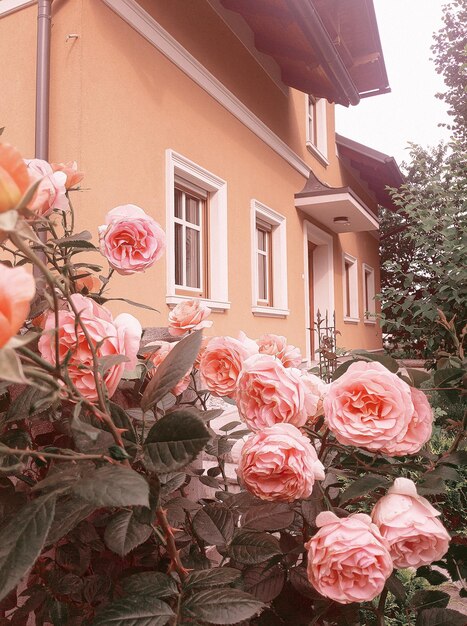 Foto elegante sfondo di piante retrò. rose rosa su sfondo muro. viaggio. slovenia