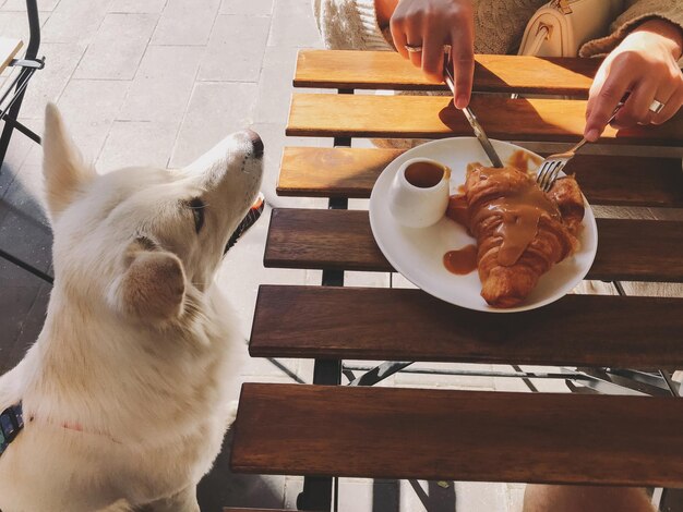 카페 테라스에서 귀여운 강아지와 함께 나무 테이블에 캐러멜을 곁들인 맛있는 크루아상을 먹는 세련된 여성