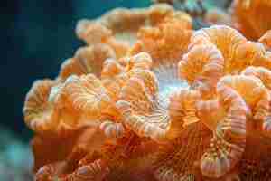 Photo stylophora coral stylophora sp