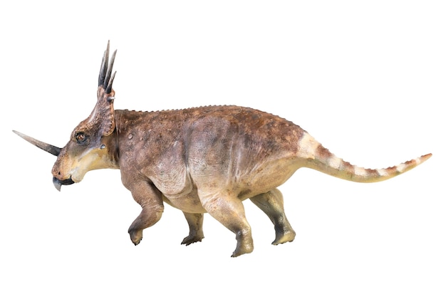 Foto styracosaurus dinosaurus op een geïsoleerde achtergrond