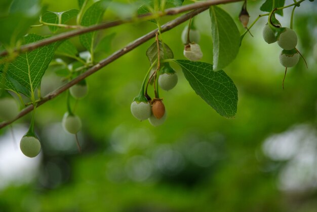 Photo styrax japonicum is growing in july