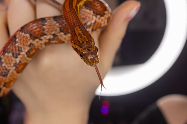 Subadult western hognose gehouden in de hand van een volwassen vrouw