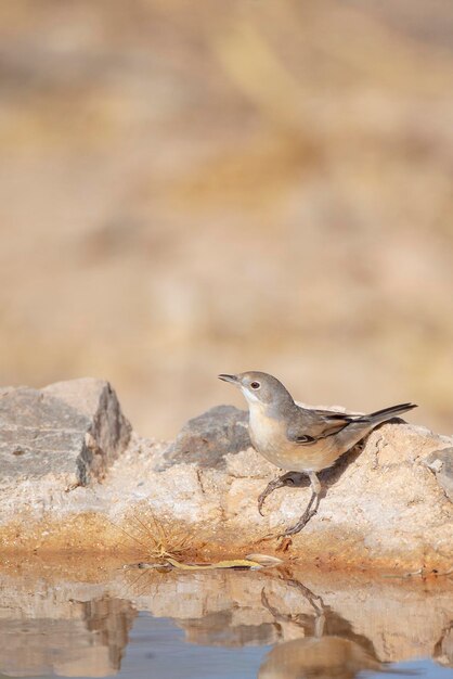 Photo subalpine warbler sylvia cantillans malaga spain