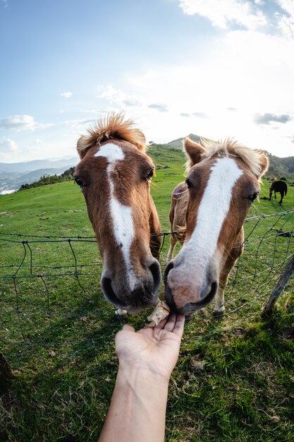 Subjective view, hand feeding two horses