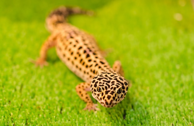 Subletale leopard (Gecko) zit op groen gras in een dierenwinkel in de kooi