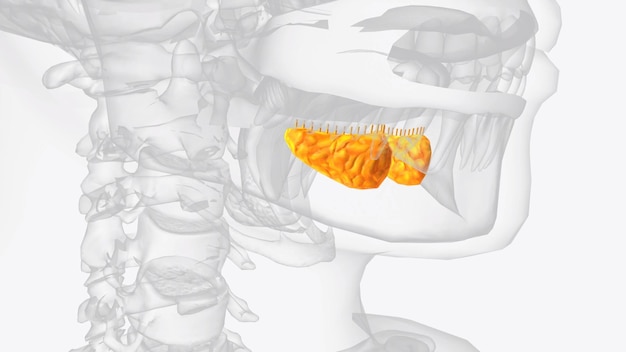 Sublingual glands and ducts 3d