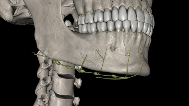 Foto vasi linfatici submandibulari submentali