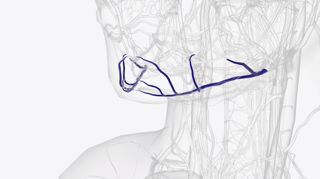 the submental vein usually arises from the venous network in the submental triangle