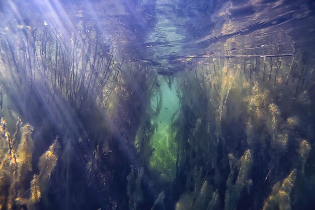 수중 나무 침수 수중 / 호수 신선한 밀림 물 생태학 아름다운 풍경