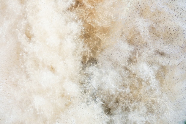 ほのかなふわふわの羽のような質感、ソフトフォーカス。鳥や雪の結晶の羽毛に似ています。自然な白い背景。ポプラの綿毛からの白い背景