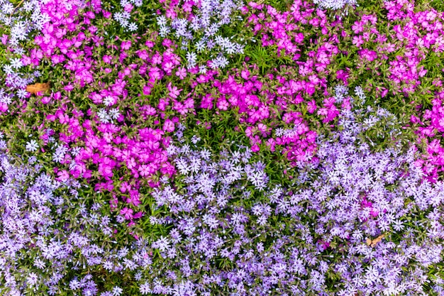 Subulata van roze phlox. achtergrond van bloemen phlox subulata.