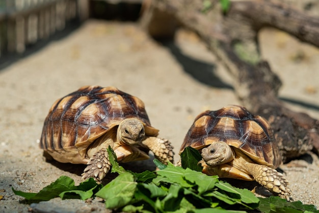 Sucata-schildpad die groenten eet met aardachtergrond