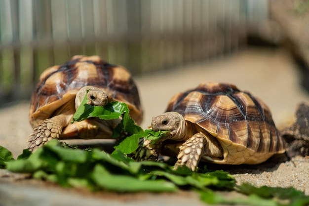 Sucata-schildpad die groenten eet met aardachtergrond