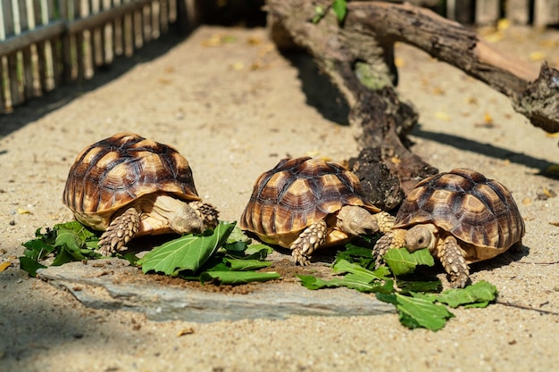 Sucata-schildpad die groenten eet met aardachtergrond