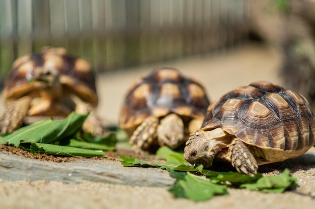 Sucata-schildpad die groenten eet met aardachtergrond