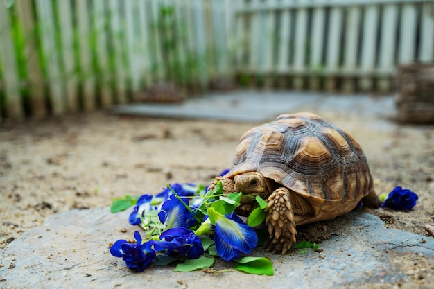 Sucata-schildpad die groenten eet met aardachtergrond