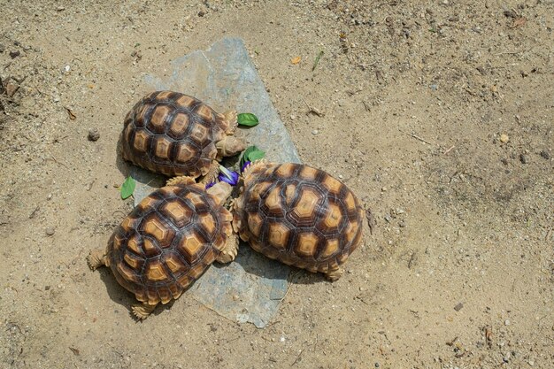 Sucata-schildpad die groenten eet met aardachtergrond