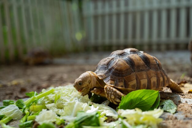 Sucata-schildpad die groenten eet