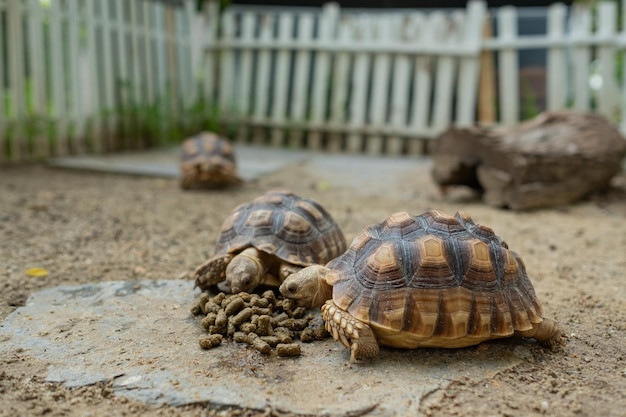 Sucata-schildpad op de grond