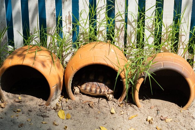 Sucata-schildpad op de grond