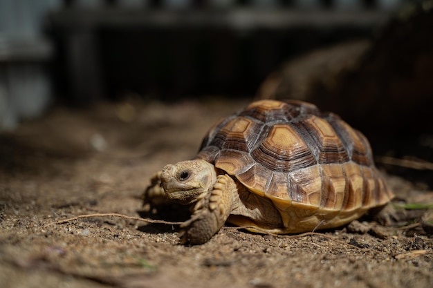 Sucata-schildpad op de grond