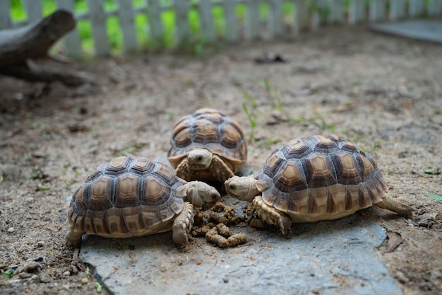 Sucata-schildpad op de grond