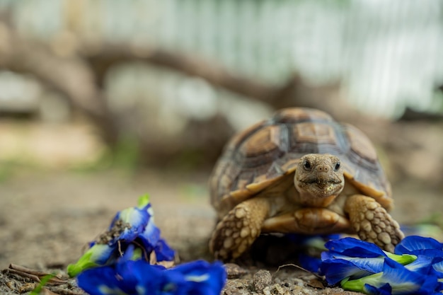 Sucata-schildpad op de grond