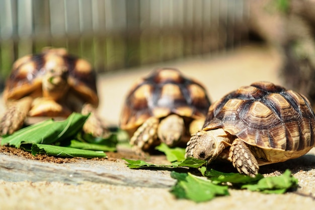 Черепаха Суката ест овощи на фоне природы