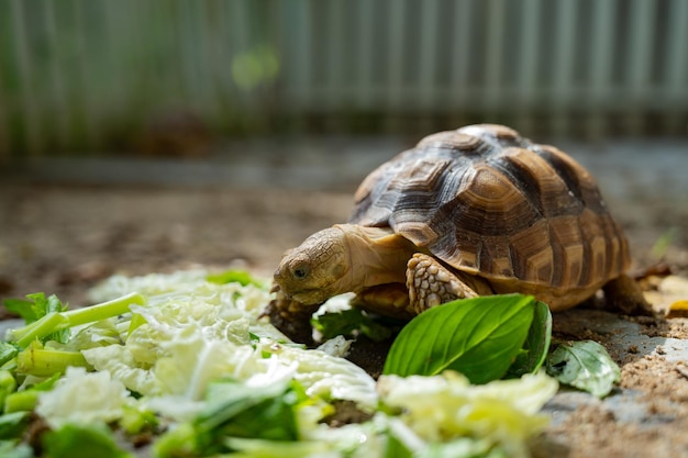 Sucata tortoise eating vegetables