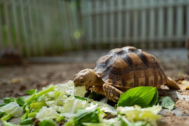 Sucata tortoise eating vegetables