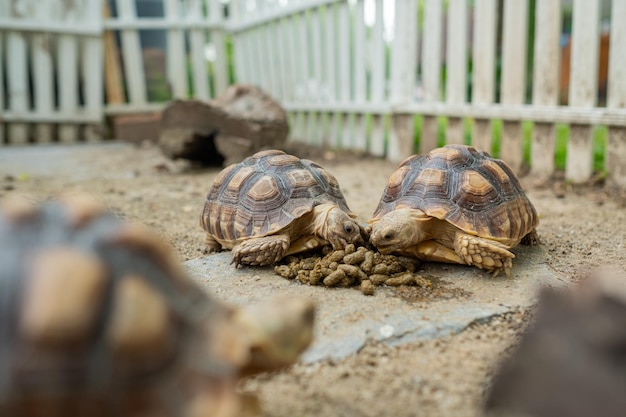 Sucata tortoise on the ground