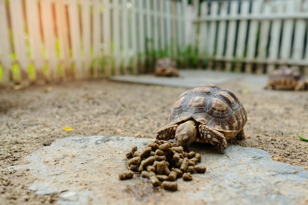 地上のスカタカメ