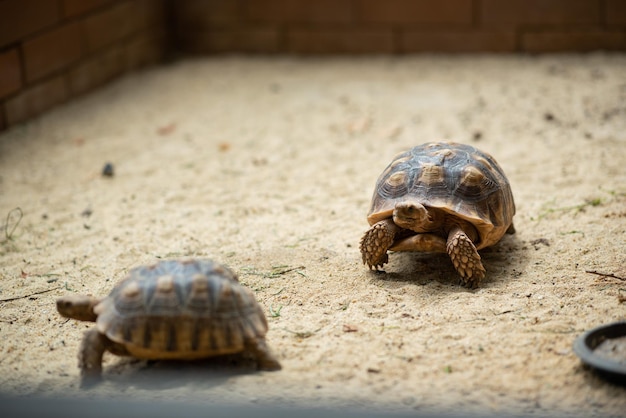 Sucata tortoise on the ground