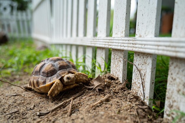 地上のスカタカメ