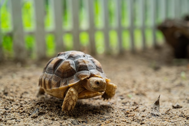 Sucata tortoise on the ground