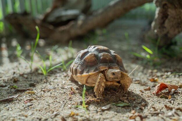 地上のスカタカメ