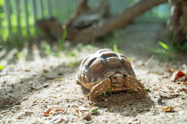 Sucata tortoise on the ground