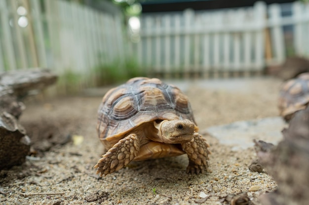 地上のスカタカメ