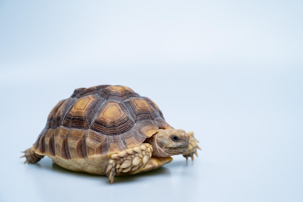 Sucata tortoise on white background