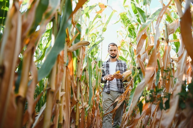 successful agriculturist in field of corn