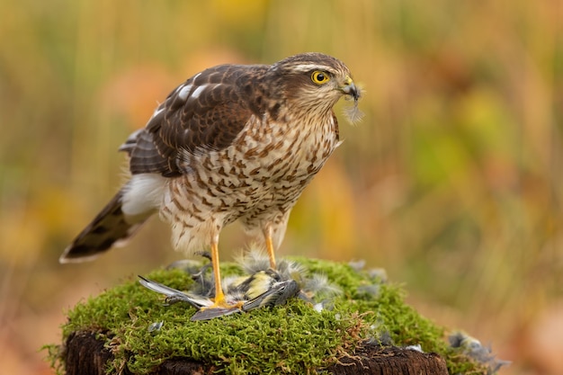 Successful hunt of a eurasian sparrowhawk in autumn nature